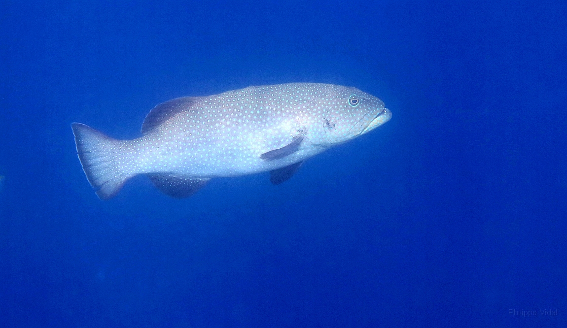 IMG_0034rf_Maldives_Madoogali reef_Merou a caudale carree_Plectraupomus areolatus.jpg